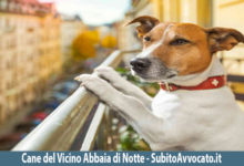 cane del vicino abbia la notte