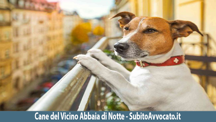 cane del vicino abbia la notte
